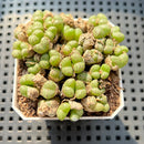 Conophytum Falciforme 'Monkey Mask' 2"-3" Succulent Plant (Potted)