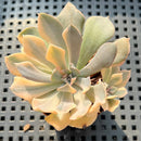 Echeveria 'Saffron' Variegated 2"-3" Succulent Plant (Potted)