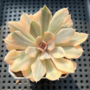 Echeveria 'Saffron' Variegated 2"-3" Succulent Plant (Potted)