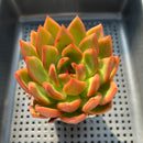 Echeveria 'Neon Rouge' 2"-3" Succulent Plant (Potted)