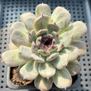 Echeveria 'Sara Black' 3"-4" Changhee Hybrid Succulent Plant (Potted)
