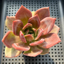 Echeveria 'Purple Champaign' 3"-4" Succulent Plant (Potted)