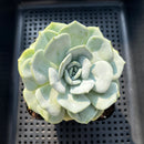 Echeveria 'Snow Garden' 3" Succulent Plant (Potted)