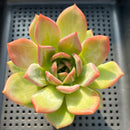 Echeveria 'White Champaign' 3" Succulent Plant (Potted)