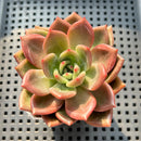 Echeveria 'Midnight Sun' (백야) 2"-3" Succulent Plant (Potted)