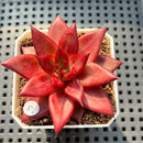 Echeveria Agavoides 'Luming' 2" Succulent Plant (Potted)