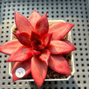 Echeveria Agavoides 'Luming' 2" Succulent Plant (Potted)