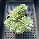 Echeveria 'White Farm' Crested Cluster 3"-4" Succulent Plant (Potted)