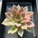Echeveria 'Purple Champaign' 3"-4" Succulent Plant (Potted)