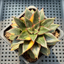 Echeveria 'Monocerotis' Variegated 3" Succulent Plant (Potted)