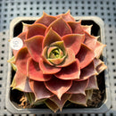 Echeveria 'Mysterious Rose' 3"-4" Succulent Plant (Potted)