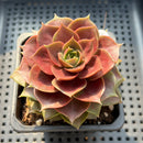 Echeveria 'Mysterious Rose' 3"-4" Succulent Plant (Potted)