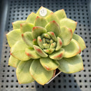 Echeveria 'Jaoki' (자옥이) Variegated 2"-3" Succulent Plant (Potted)