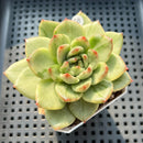 Echeveria 'Jaoki' (자옥이) Variegated 2"-3" Succulent Plant (Potted)