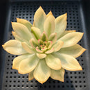 Echeveria Agavoides 'Butterfly' Variegated 3" Succulent Plant (Potted)