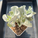 Cotyledon Undulata 'Shires Hobbit' 3"-4" Large Succulent Plant (Potted)