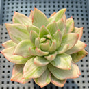 Echeveria Agavoides 'Groshi' Variegated 2"-3" Succulent Plant (Potted)