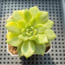 Echeveria Agavoides 'Gilva' Variegated 2" Succulent Plant (Potted)