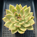 Echeveria Agavoides 'Amestro' Variegated 3"-4" Succulent Plant (Potted)