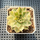 Echeveria Agavoides 'Red Tip' Variegated 2" Succulent Plant (Potted)
