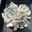 Echeveria 'Thriller Pearl' 4" Cluster Succulent Plant (Potted)