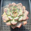 Echeveria 'Pumpkin' Jelly Type A 2"-3" Succulent Plant (Potted)