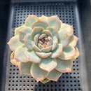 Echeveria 'Lychee Powder' 2"-3" Succulent Plant (Potted)