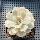 Echeveria Lilacina Variegated 2"-3" Succulent Plant (Potted)