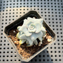 Echeveria 'Heart Song' 2" Succulent Plant (Potted)