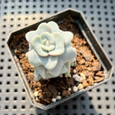 Echeveria 'Heart Song' 2" Succulent Plant (Potted)