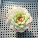 Echeveria sp. Jelly Type 2" Succulent Plant (Potted)