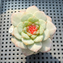 Echeveria sp. Jelly Type 2" Succulent Plant (Potted)