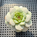 Echeveria sp. Jelly Type 2" Succulent Plant (Potted)