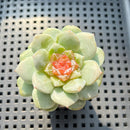 Echeveria 'Dohwa' Jelly Type 2" Succulent Plant (Potted)