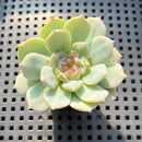 Echeveria sp. Jelly Type 2" Succulent Plant (Potted)