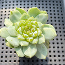 Echeveria sp. Jelly Type 2" Succulent Plant (Potted)