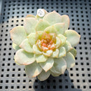 Echeveria 'Kong Sugar Heart' Jelly Type 2" Succulent Plant (Potted)