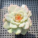 Echeveria 'Kong Sugar Heart' Jelly Type 2" Succulent Plant (Potted)