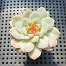 Echeveria 'Kong Sugar Heart' Jelly Type 2" Succulent Plant (Potted)