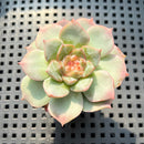 Echeveria 'Daiquiri' Jelly Type 2" Succulent Plant (Potted)