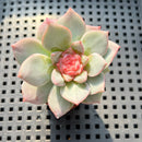 Echeveria 'Daiquiri' Jelly Type 2" Succulent Plant (Potted)