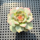 Echeveria 'Daiquiri' Jelly Type 2" Succulent Plant (Potted)