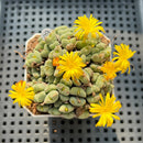 Conophytum Chowbanier 2"-3" Cluster Succulent Plant (Potted)
