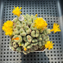 Conophytum Chowbanier 2"-3" Cluster Succulent Plant (Potted)