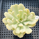 Echeveria 'Viyant' Variegated 2"-3" Succulent Plant (Potted)
