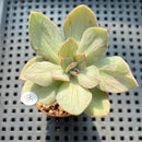 Echeveria 'Hanaikada' Mosaic Variegated 2" (100% Grown In House) Succulent Plant (Potted)