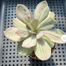 Echeveria 'Hanaikada' Mosaic Variegated 2" (100% Grown In House) Succulent Plant (Potted)