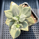 Cremnophila Nutans 2"-3" Succulent Plant (Potted)