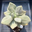Cremnophila Nutans 2"-3" Succulent Plant (Potted)