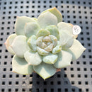 Echeveria sp. Jelly Type 2" Succulent Plant (Potted)